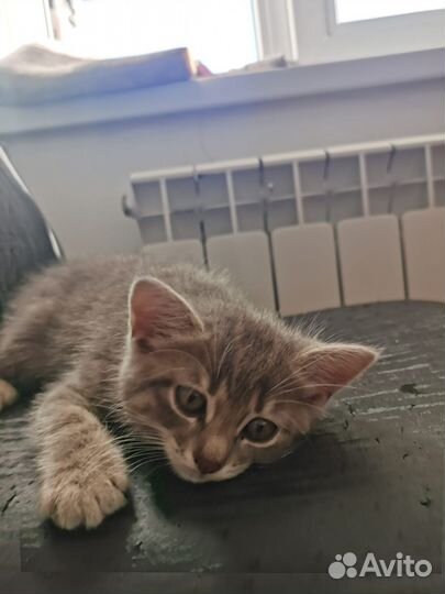 Котята турецкой ангоры