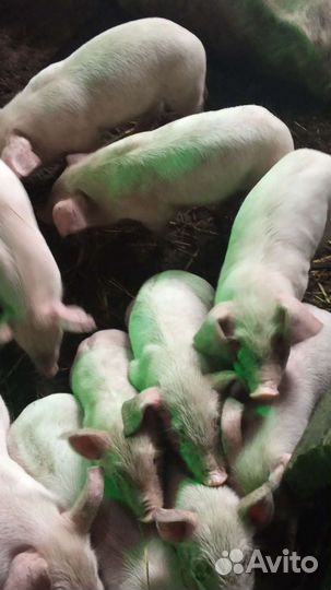 Поросята ландрас