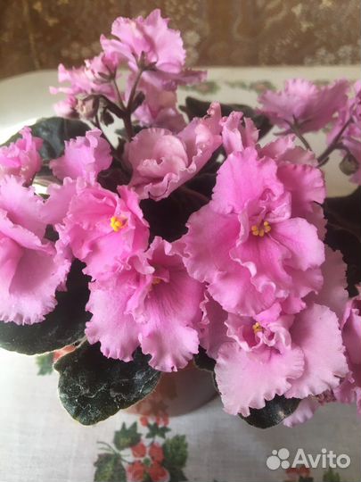 Комнатные цветы. Традесканции, фуксии, фиалки