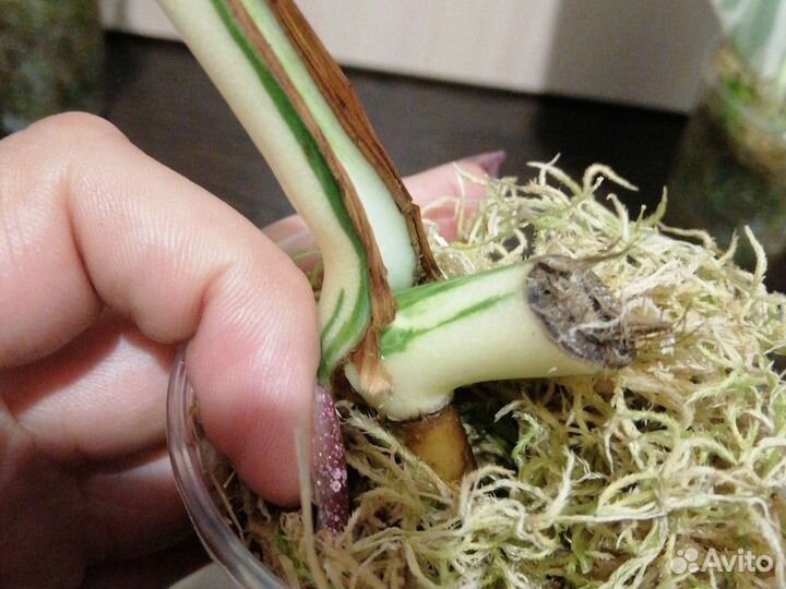 Монстера альба