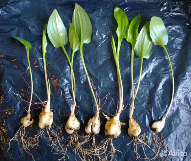 Луковицы дримиопсиса