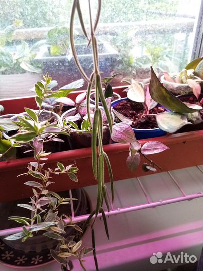 Хойя линеарис срез