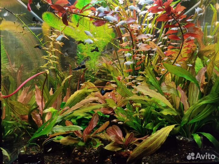 Кринум курчавый и другие растения