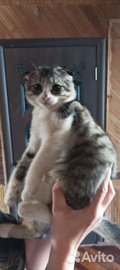 Кошка в дар бесплатно