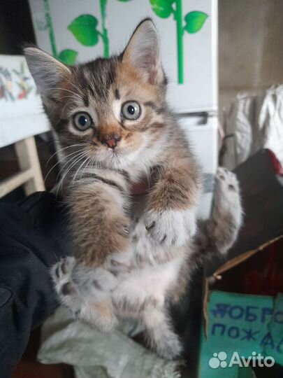 Кошка