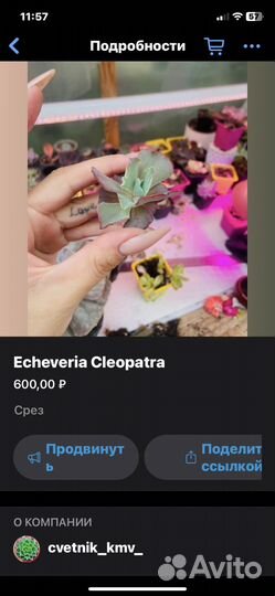 Редкие суккуленты