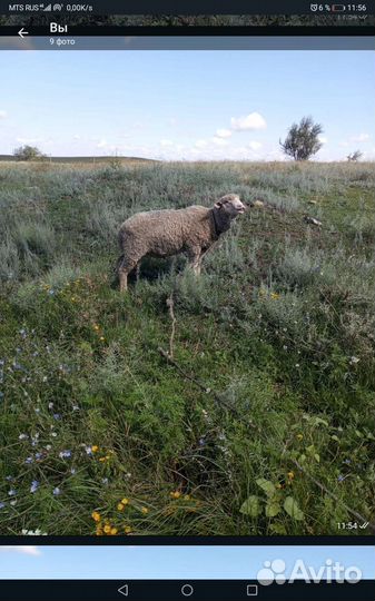 Овцы бараны