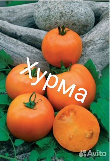 Семена сортовых томатов