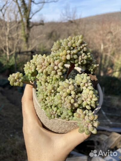 Кактусы и суккуленты