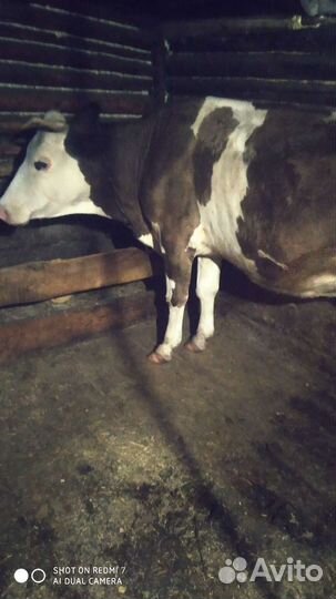 Две дойные коровы +доильный аппарат