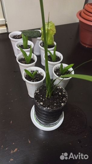 Комнатные растения цветы