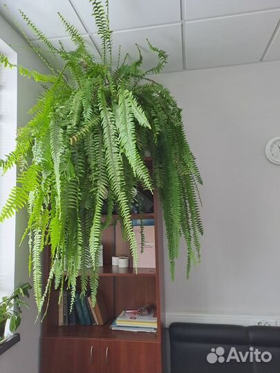 Папоротник