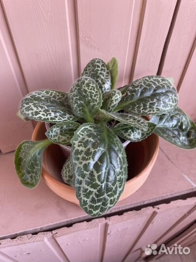 Стрептокарпус претти тартл