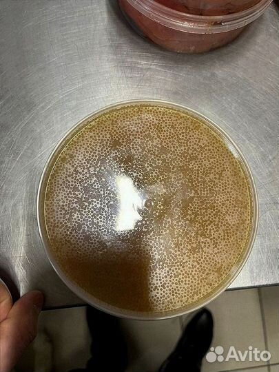 Свежая форель из Карелии оптом от 20 кг