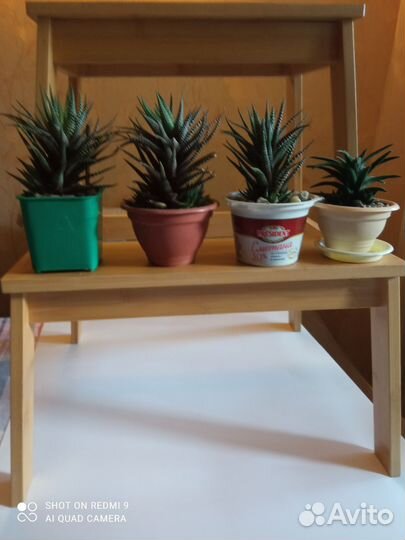 Суккуленты