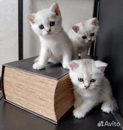 Британские котята