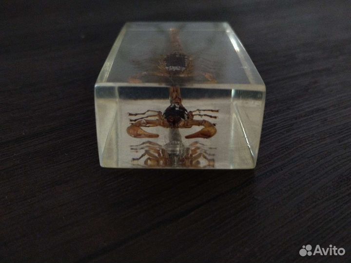Скорпион запечатаный(коллекционный)