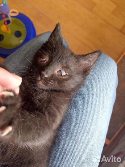 Котята в добрые руки даром