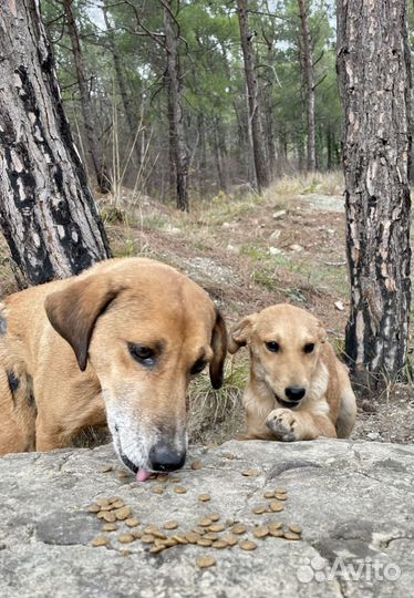 Небольшая собачка в добрый дом