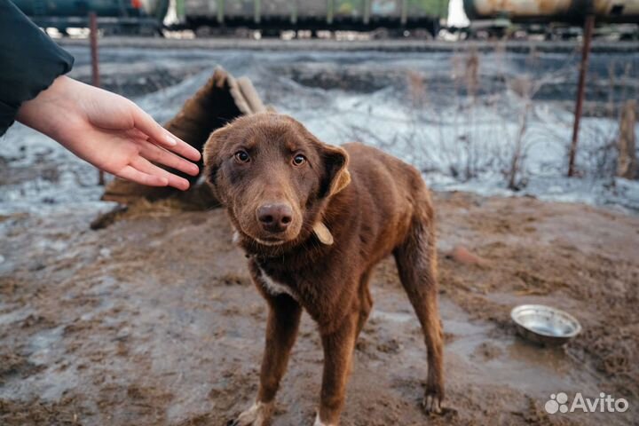 Собака в добрые руки