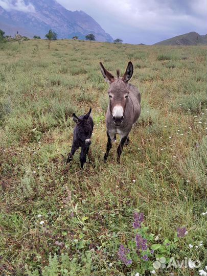 Ослиное молоко