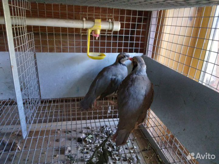 Кеклики взрослые яйца.Выращиваем на заказ от 50 ци