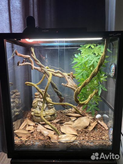 Террариум для хамелеона