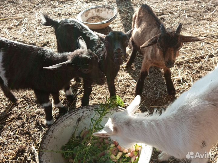 Дойный козы