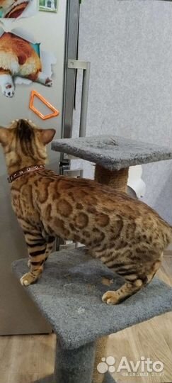 Кот ищет кошку