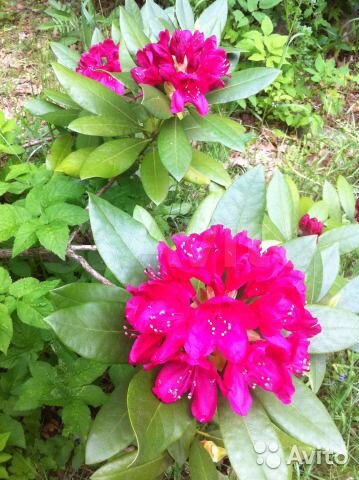 Коттедж 130 м² на участке 6 сот.