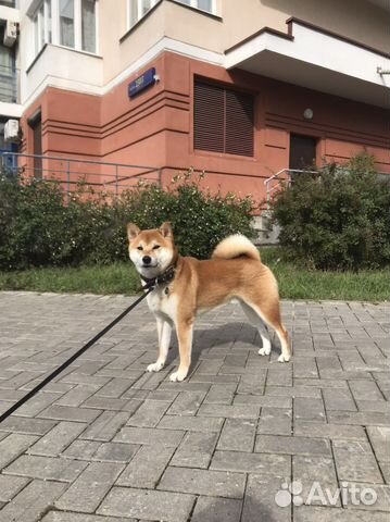 Сиба-ину кобель вязка