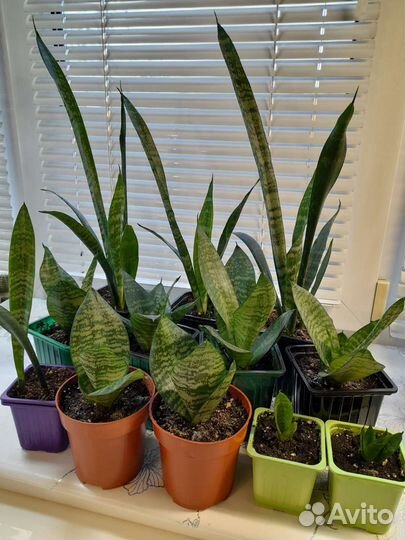 Сансевиерия