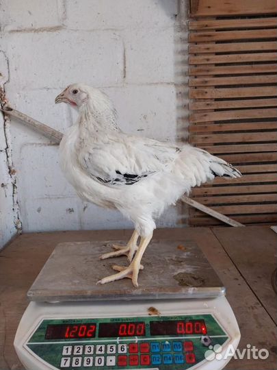 Куры молодки несушки