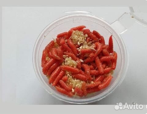 Черви, опарыш