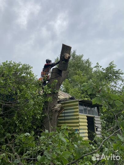 Спил и удаление деревьев