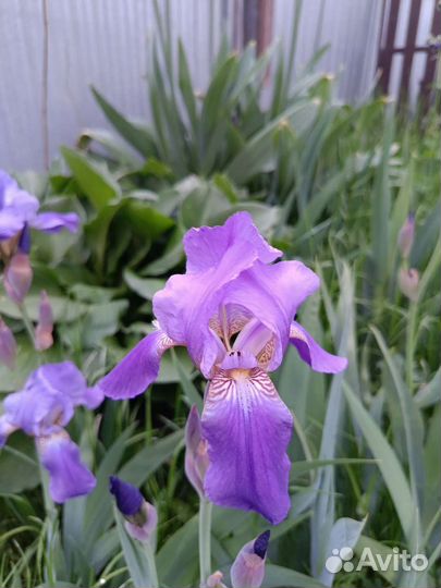 Ирис