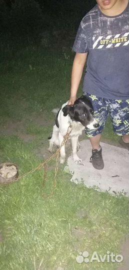 Собака в добрые руки