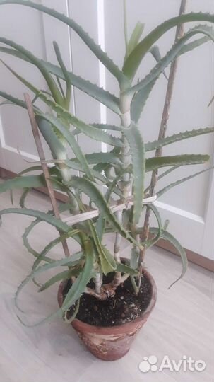 Золотой ус, алое