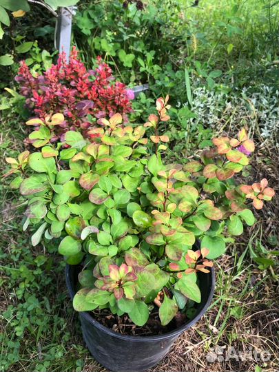 Барбарис Тунберга, декоративный, айва саженцы