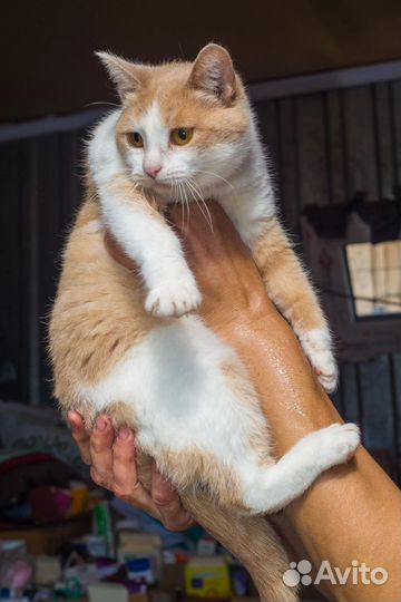 Кошка милашка