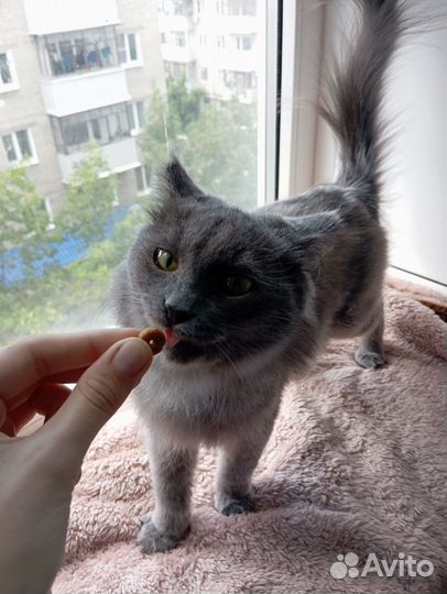 Кошка в добрые руки