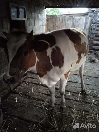 Продаю телок