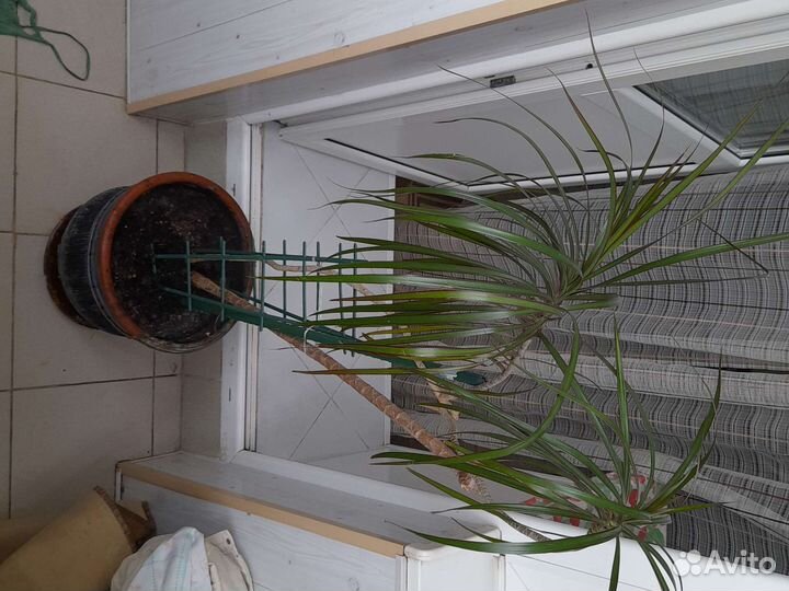 Бамбуковая пальма