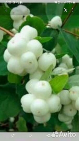 Снежноягодник белый