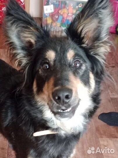 Собака сука девочка в добрые руки бесплатно