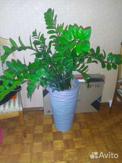 Замиокулькас