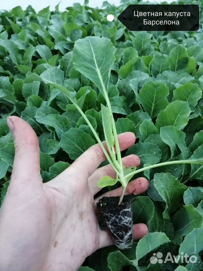 Рассада овощей