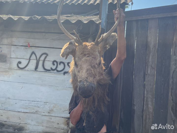 Чучело головы оленя