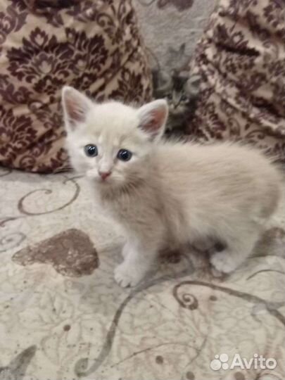 Котята в добрые руки бесплатно