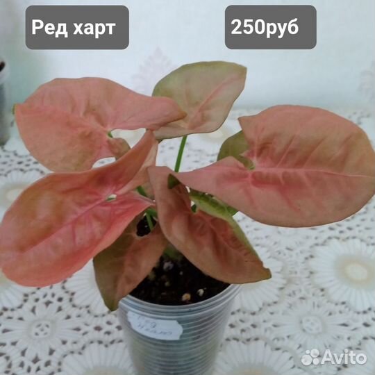Сингониумы сортовые